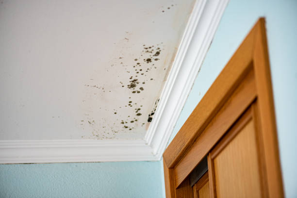 Best Basement Mold Remediation in Antwerp, OH