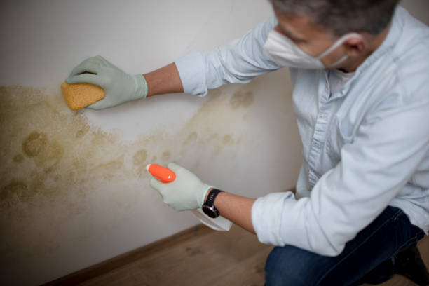 Best Attic Mold Remediation in Antwerp, OH