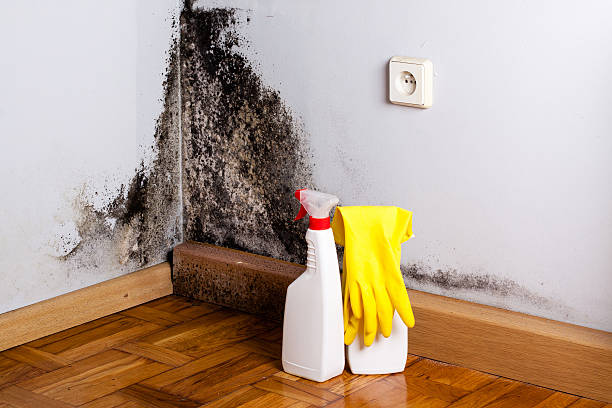 Best White Mold Remediation in Antwerp, OH